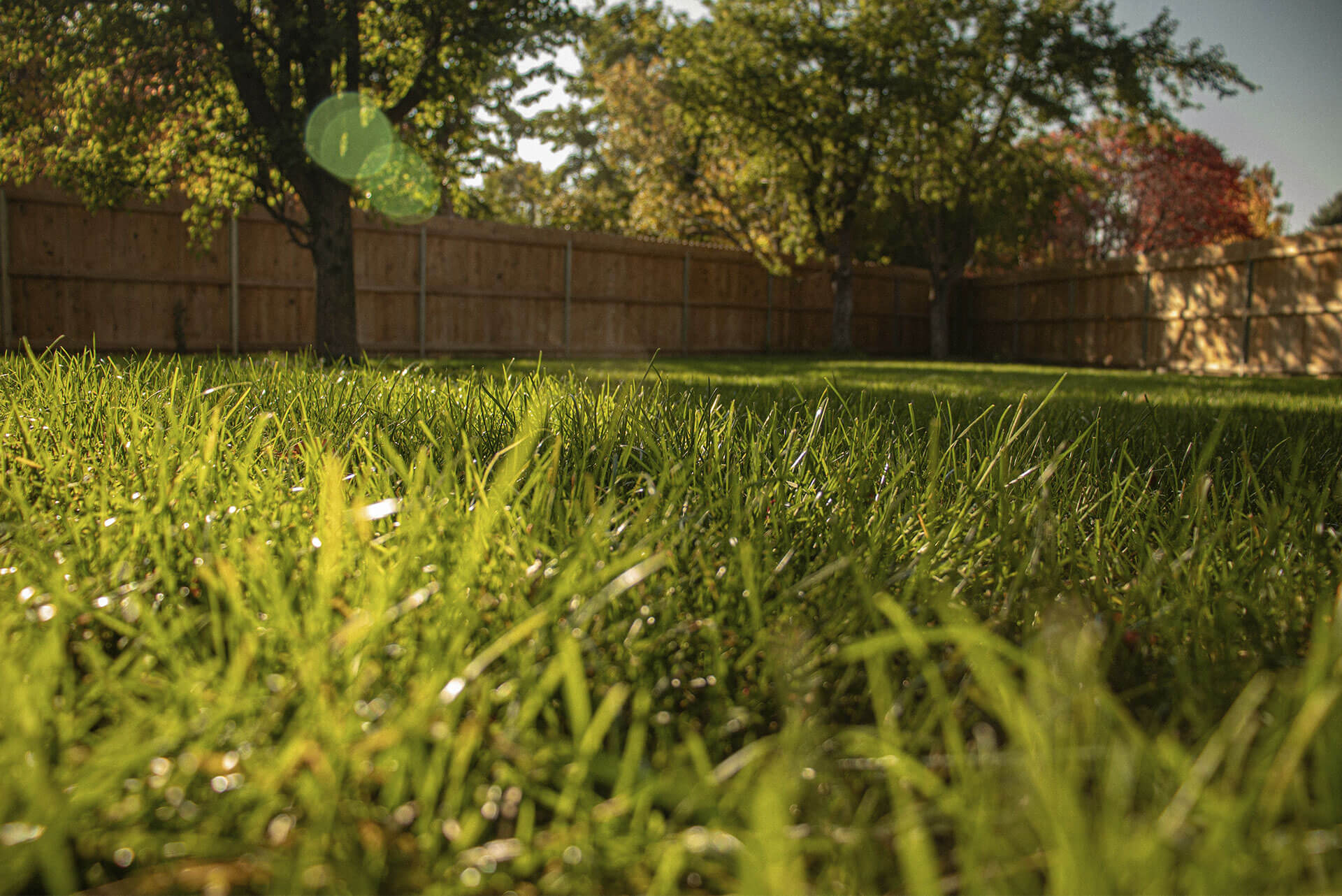 Technician trimming hedges